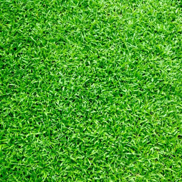 Artificial grass