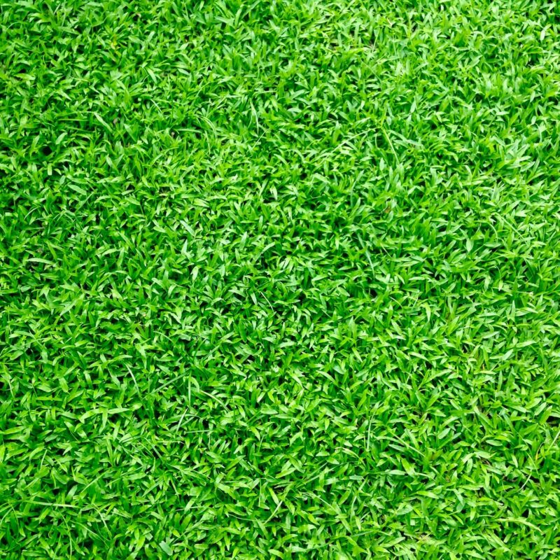 Artificial grass